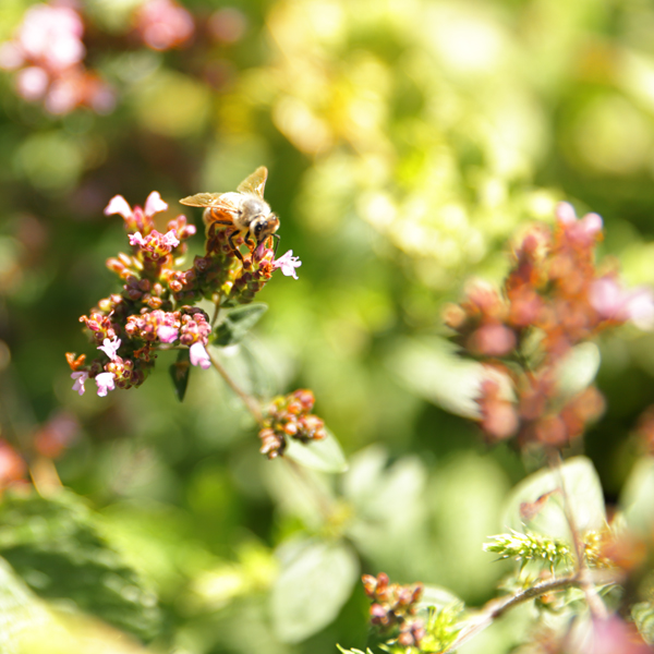 Honigbiene auf Blüte von wildem Majoran (Dost)