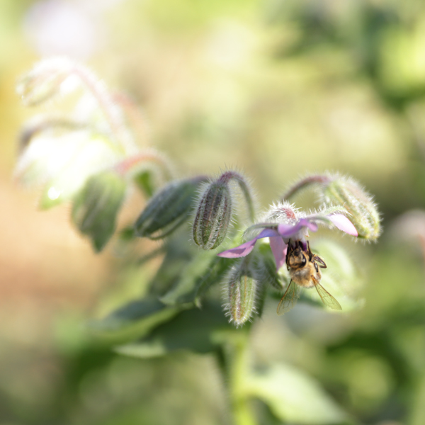 Honigbiene Carnica auf Blüte Borretsch Gurkenkraut